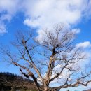 와지(부지2리) 이미지