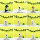 멍뭉이발소 이미지