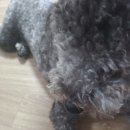 삼광사료 이미지