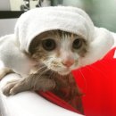 잔다냥 성남점 이미지