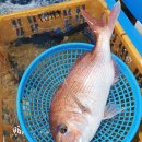 삼천포활어회집 이미지