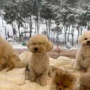 머뭄 애견유치원 이미지