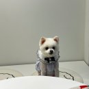 멍,멍# | [ 울산 북구 강아지 곰돌이컷 미용✂️ ] - 멍피스 내돈내산 후기💵