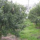 이슬농장 이미지