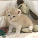 고양이가정분양 자체브리딩 니팅캣 | 만촌고양이분양 어디서? 직접 브리딩 · 출산 100% 가정묘분양 도레미캣