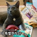 고양이 이빨과자 더 특별한 덴탈 유산균 크런치 간식으로 딱!