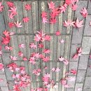 장아산근린공원 이미지