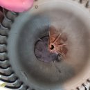 내차공작소 | 제네시스 에바크리닝 자동차 에어컨 청소(양천구/강서구/신정동)