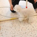 도그,위브 이미지