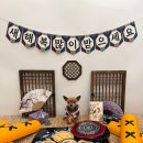 글로리 애견 유치원 이미지