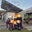 포천 민박 | 경기도 포천 독채 펜션 솔솔민박 솥뚜껑바베큐 촌캉스 단체여행