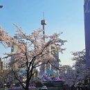 (주)프리것버드 | 잠실역 석촌호수 벚꽃축제 개화 시기와 축제 일정 (2026.4.2 다녀온 후기)