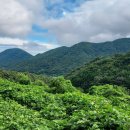 편백나무숲 이미지