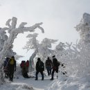 환상적 설경과 멋스런 눈조각이 있는 2013태백산눈축제 이미지