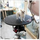 진접애견미용 이미지