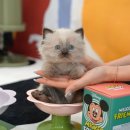 부산고양이분양 미유펫 이미지