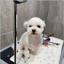 유지네 애견미용샵 이미지