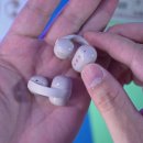 감성지능경영 | 소니 색다른 무선이어폰 링크버즈 클립!! 오픈형이어폰의 과감한 컬러와 성능도 좋지만 아쉬움도 있어