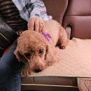 마이펫택시 이미지