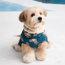 비히트 | 강아지패딩 비교하다 골랐어요, 바잇미 더블히트 패딩 후기