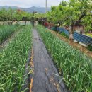 백천농장 이미지