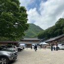 편백스테이 | 충북 영동 반야사 템플스테이_260523~24