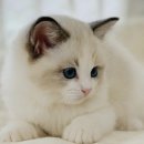 시바견분양.kr 이미지