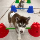 힐링 펫 카페 이미지