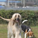 아이엠독 이미지