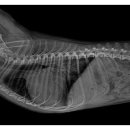 오산25시종합동물병원 이미지