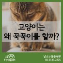 꾹꾹이 하는 고양이(kneading cats) | 고양이가 꾹꾹이를 하는 이유, Why cats knead? / 고양이꾹꾹이, 고양이발누르는행동, 고양이잼잼...
