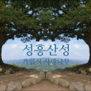 임천 가림성 느티나무 | 부여가볼만한곳 성흥산성(가림성)사랑나무 인생샷 드라마 촬영지 명소