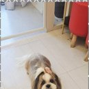 복돌이애견 이미지