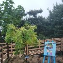 원주굽이길 17코스 동화마을진달래길 | 원주소풍길 8코스 동화마을자작나무길 (2024.9.12.)