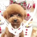 써니애견 미용실 이미지