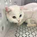 함께냥 본점 이미지