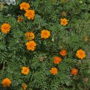 북상리 마을회관 이미지