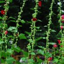 하이디하우스 이미지