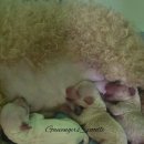 타이니켄넬 이미지