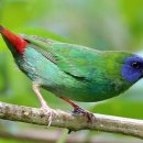 Blue-Faced ParrotFinch 남양청홍조 기르기(2) 이미지