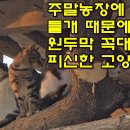 들개농장 Daum카페