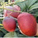 애플망고 이미지