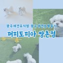 아이퍼피 | 광주애견유치원 광주애견호텔후기 : 퍼피토피아 쌍촌점