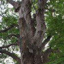 마을 보호수 이미지