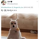 댕댕이 컷 이미지