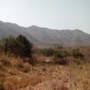 효운농장 Daum카페