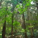 편백나무숲 이미지