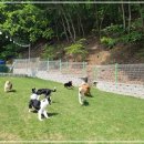 동백 숲속애견랜드 이미지