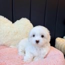 서울스타빌딩 | 꼬숑강아지분양 후기 믿고 찾은 멍냥스타 서울 수유역점.