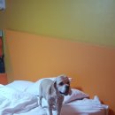 맘모스모텔 이미지